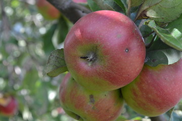 Apple. Grade Jonathan. Apples average maturity.  Growing fruits. Garden. Farm. Apple tree. Agriculture. Close-up. Horizontal photo