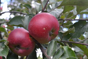 Apple. Grade Jonathan. Apples average maturity. Fruits apple on the branch. Apple tree. Garden. Farm. Close-up. Horizontal