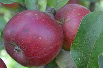 Apple. Grade Jonathan. Apples average maturity. Garden. Farm. Fruits apple on the branch. Apple tree. Agriculture. Close-up. Horizontal