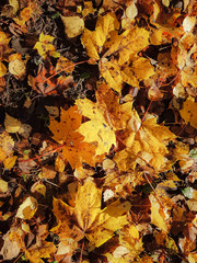 Fall leaves background