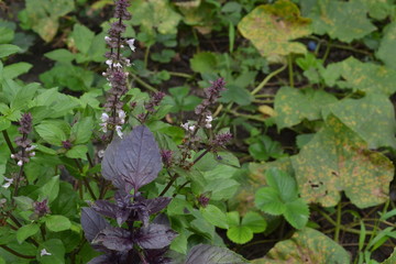 Basil. Spice, herb garden. Italian Cuisine. Bushes basil. Horizontal photo