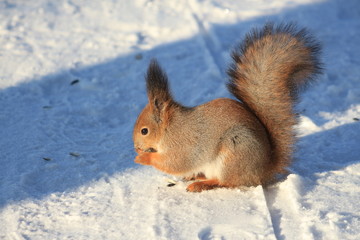 Naklejka na ściany i meble squirrel in winter park on white snow eating sunflower seeds