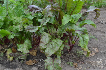 Fototapeta premium Beta vulgaris. Beet. Garden, field, farm. Beet growing in the vegetable garden. Photos of nature. Horizontal photo