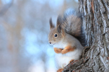 Naklejka na ściany i meble a squirrel on a tree in a winter park