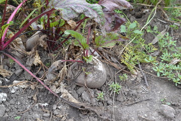 Obraz premium Beta vulgaris. Beet. Garden, field, farm. Beet growing. Photos of nature. Horizontal photo
