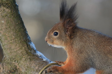 Naklejka na ściany i meble a squirrel on a tree in a winter park