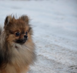 Winter Pomeranian