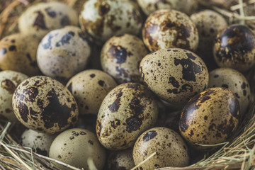 quail eggs background - macro