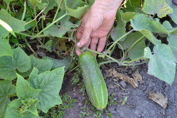 Cucumber. Cucumis sativus. The fruits of cucumber. Cucumber growing in the garden. Hand. Garden. Field. Cultivation of vegetables. Agriculture. Horizontal