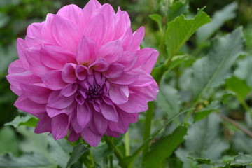 Dahlia. Garden plants. Flower. Close-up. Lush purple flower. Against the background of green leaves. Close-up. Horizontal photo