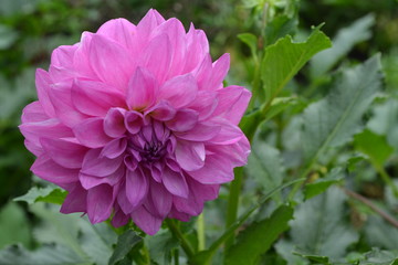 Dahlia. Garden plants. Flower. Close-up. Lush purple flower. Against the background of green leaves. Close-up