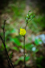 Little yellow flowers on a branch in early spring in the forest. Beautiful flowering branch. Spring forest. Young greens. A beautiful yellow flower.