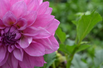 Fototapeta premium Dahlia. Garden plants. Flower. Lush purple flower. Against the background of green leaves