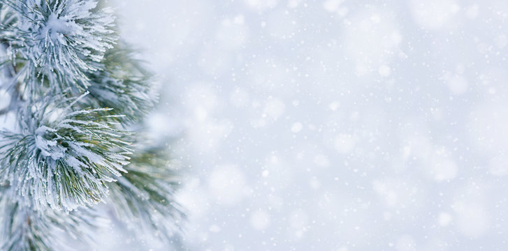 Christmas decoration banner. Snowy pine branch under snow 