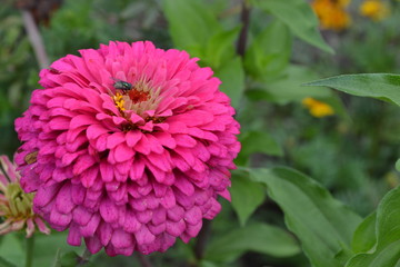 Flower major. Zinnia elegans. Flower pink. Fly on a flower. Close-up. Garden. Field. Floriculture. Large flowerbed. Horizontal photo