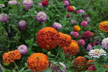 Flower major. Zinnia elegans. Many different colors of flowers - orange, pink, red. Field. Floriculture. Large flowerbed. Horizontal photo