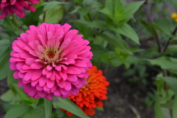 Flower major. Zinnia elegans. Many flowers of different colors - orange, pink. Garden. Field. Floriculture. Horizontal