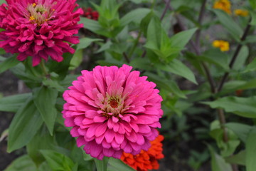Flower major. Zinnia elegans. Many flowers of different colors - orange, pink. Garden. Field. Floriculture. Large flowerbed. Horizontal