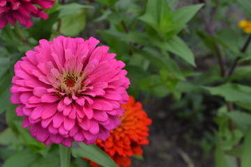 Flower major. Zinnia elegans. Many flowers of different colors - orange, pink. Garden. Field. Large flowerbed. Horizontal photo