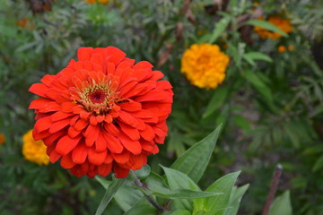 Flower major. Zinnia elegans. Many flowers of different colors - orange, pink. Garden. Floriculture. Large flowerbed. Horizontal