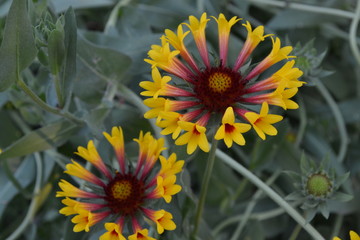 Gaillardia. G. hybrida Fanfare. Summer flower yellow. Annual plant. Summer. Blurring background