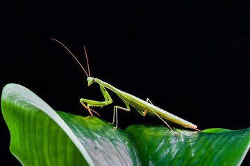 Mantis from family Sphondromantis (probably Spondromantis viridis) lurking on the green leaf