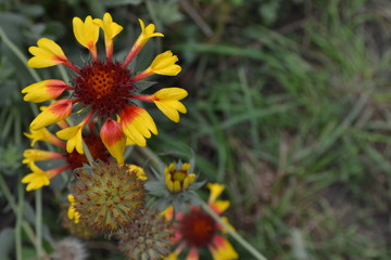 Gaillardia. G. hybrida Fanfare. Summer flower yellow. Annual plant. Sunny summer. Blurring background. Close-up