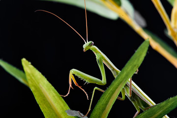 Mantis from family Sphondromantis (probably Spondromantis viridis) lurking on the green leaf