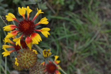 Gaillardia. G. hybrida Fanfare. Summer flower yellow. Annual plant. Sunny summer. Blurring background