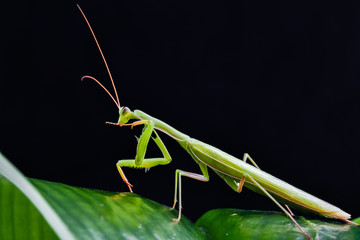 Mantis from family Sphondromantis (probably Spondromantis viridis) lurking on the green leaf