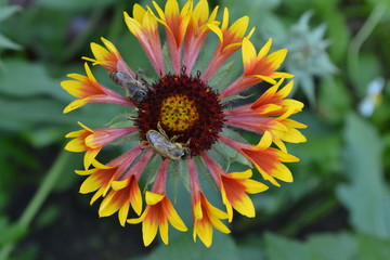 Gaillardia. G. hybrida Fanfare. Two bees on a flower. Summer flower yellow. Annual plant. Sunny summer. Horizontal photo. Blurring background. Close-up