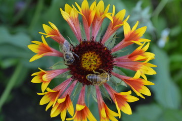 Obraz premium Gaillardia. G. hybrida Fanfare. Two bees on a flower. Summer flower yellow. Annual plant. Sunny summer. Horizontal photo. Blurring background