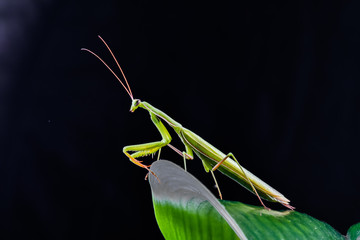 Mantis from family Sphondromantis (probably Spondromantis viridis) lurking on the green leaf