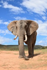 Fototapeta na wymiar Afrikanischer Elefant von vorne