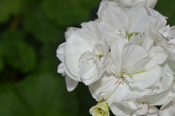 Geranium white. Pelargonium. Garden plants. Flowers. Useful houseplant. Beautiful inflorescence. Horizontal photo. On blurred background