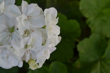Geranium white. Pelargonium. Garden plants. Useful houseplant. Beautiful inflorescence. Close-up. Horizontal photo. On blurred background