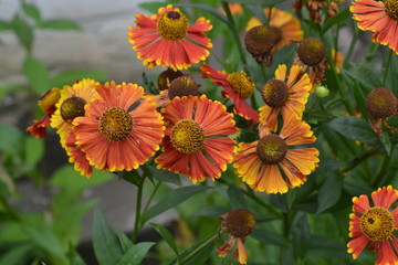 Helenium. Helenium Konigstiger. Helenium autumnale. Delicate flowers. Bush Helenium. Green leaves. Close-up. Horizontal photo