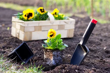 Tuinposter Planting spring flowers in garden, yellow pansies in crate ready to plant into a bed , gardening in spring season © encierro