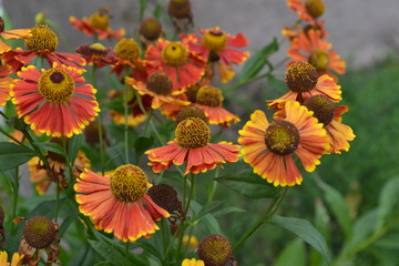 Helenium. Helenium Konigstiger. Helenium autumnale. Delicate flowers. Bush Helenium. Green leaves. Close-up. Horizontal