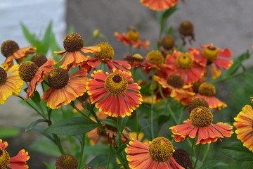Helenium. Helenium Konigstiger. Helenium autumnale. Delicate flowers. Bush Helenium. Horizontal photo