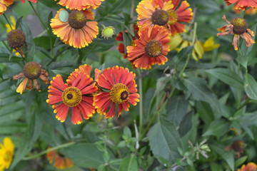 Helenium. Helenium Konigstiger. Helenium autumnale. Delicate flowers. Bush Helenium. Horizontal