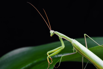 Mantis from family Sphondromantis (probably Spondromantis viridis) lurking on the green leaf