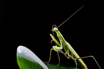 Mantis from family Sphondromantis (probably Spondromantis viridis) lurking on the green leaf