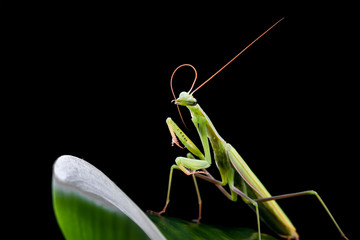 Mantis from family Sphondromantis (probably Spondromantis viridis) lurking on the green leaf