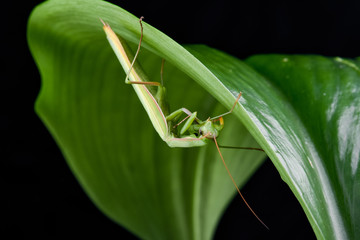 Mantis from family Sphondromantis (probably Spondromantis viridis) lurking on the green leaf