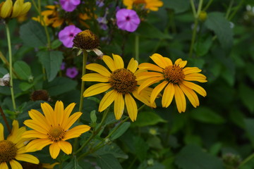 Heliopsis helianthoides. Perennial. Similar to the daisy. Tall flowers. Flowers are yellow. It's sunny. Garden. Flowerbed. Floriculture. Horizontal