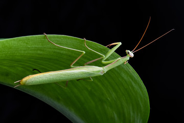 Mantis from family Sphondromantis (probably Spondromantis viridis) lurking on the green leaf