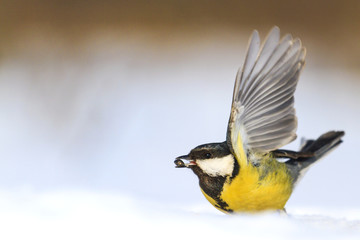 Obraz premium wild bird gets seeds from under the snow