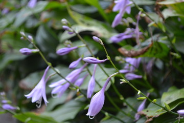 Hosta. Hosta plantaginea. Hemerocallis japonica. Floral bushes. Large leaves are green in color. Purple flower similar to a lily. Garden. Flowerbed. Horizontal photo