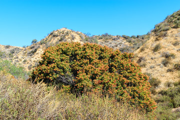 Tall brush grows rapidly in spring sunshine